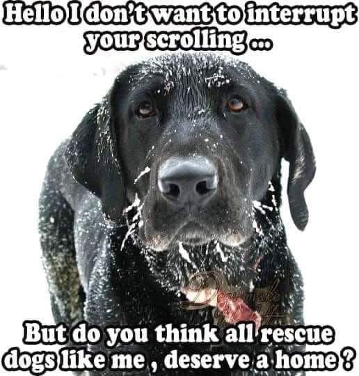 Pawzazzle's tweet photo. All animals deserve a home https://t.co/F2idb1JR1x