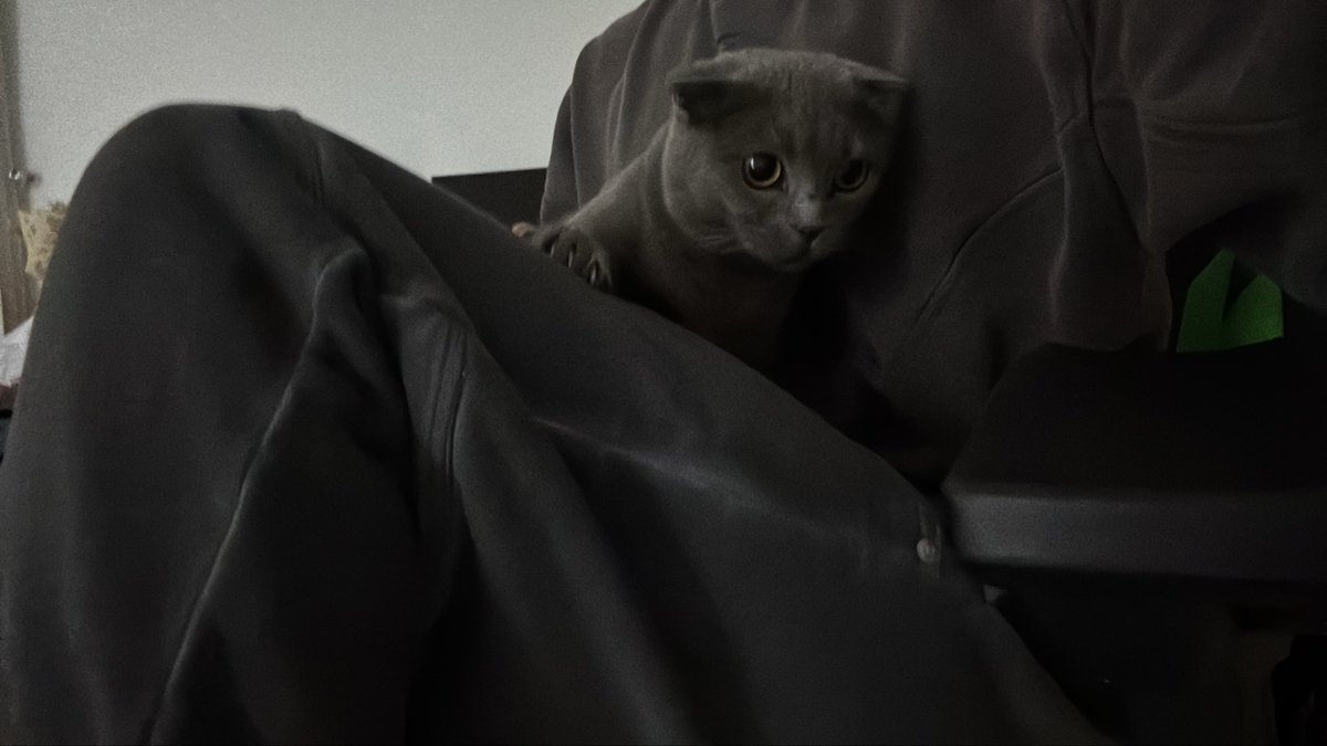 🐈‍⬛
