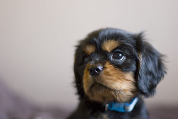 Tommy_Hand's tweet photo. Last night my little pal, Reuben, sadly passed away. He was more than a pet, he was family. He was much loved by everyone who met him & he'll be sorely missed. Sleep tight Reuben, God bless. π #RIPReuben https://t.co/sUEQBV6LXI