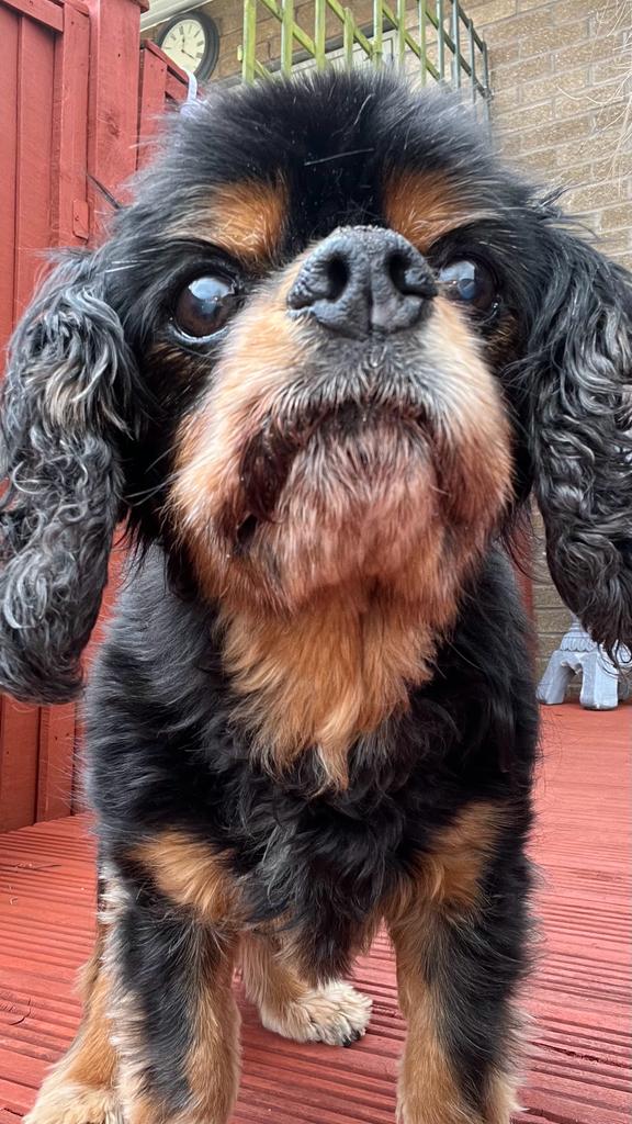 Tommy_Hand's tweet photo. Last night my little pal, Reuben, sadly passed away. He was more than a pet, he was family. He was much loved by everyone who met him & he'll be sorely missed. Sleep tight Reuben, God bless. π #RIPReuben https://t.co/sUEQBV6LXI
