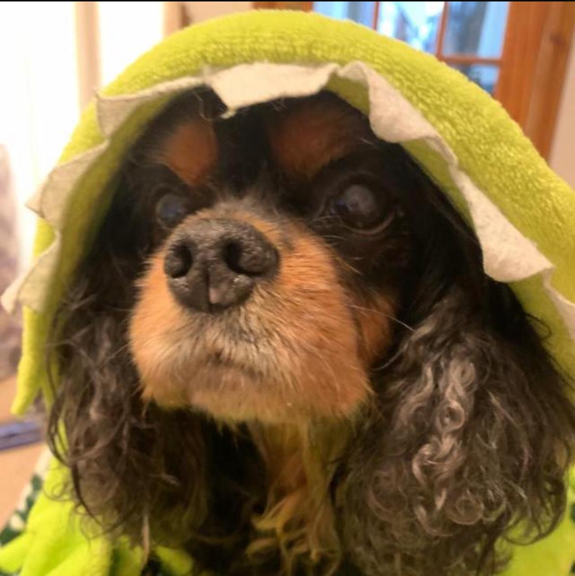 Tommy_Hand's tweet photo. Last night my little pal, Reuben, sadly passed away. He was more than a pet, he was family. He was much loved by everyone who met him & he'll be sorely missed. Sleep tight Reuben, God bless. π #RIPReuben https://t.co/sUEQBV6LXI