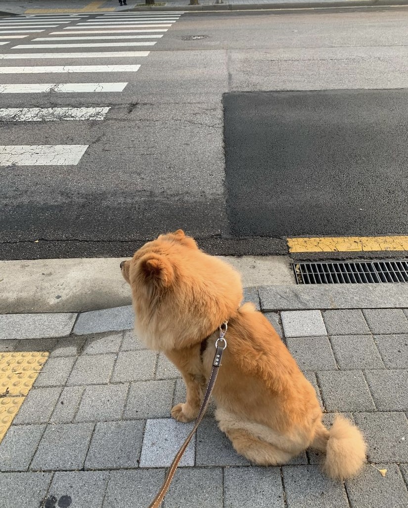 FishmanJim86932's tweet photo. 🐕😂 I took my dog ���​for a walk today and found that it was very interested in every branch! I followed behind it and was really a "dog life mentor"! 😆 Has anyone had such an experience?#Walkwiththedog #PetTime https://t.co/Lco7zYsPiJ