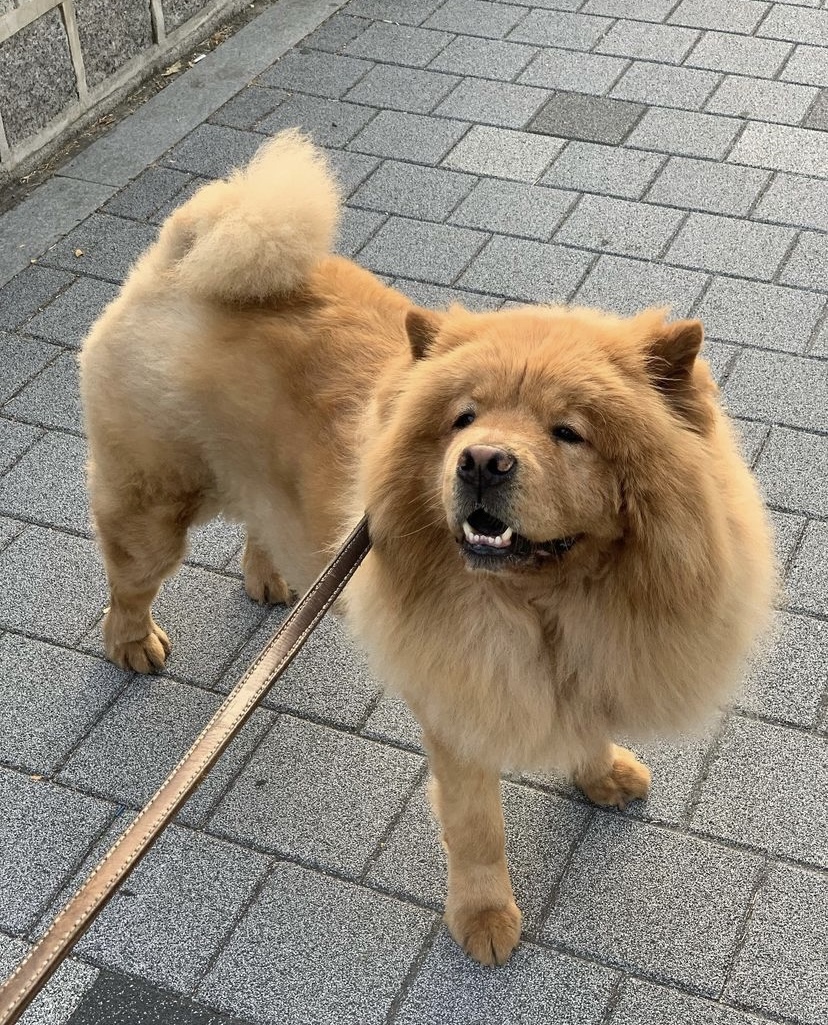 FishmanJim86932's tweet photo. 🐕😂 I took my dog ���​for a walk today and found that it was very interested in every branch! I followed behind it and was really a "dog life mentor"! 😆 Has anyone had such an experience?#Walkwiththedog #PetTime https://t.co/Lco7zYsPiJ