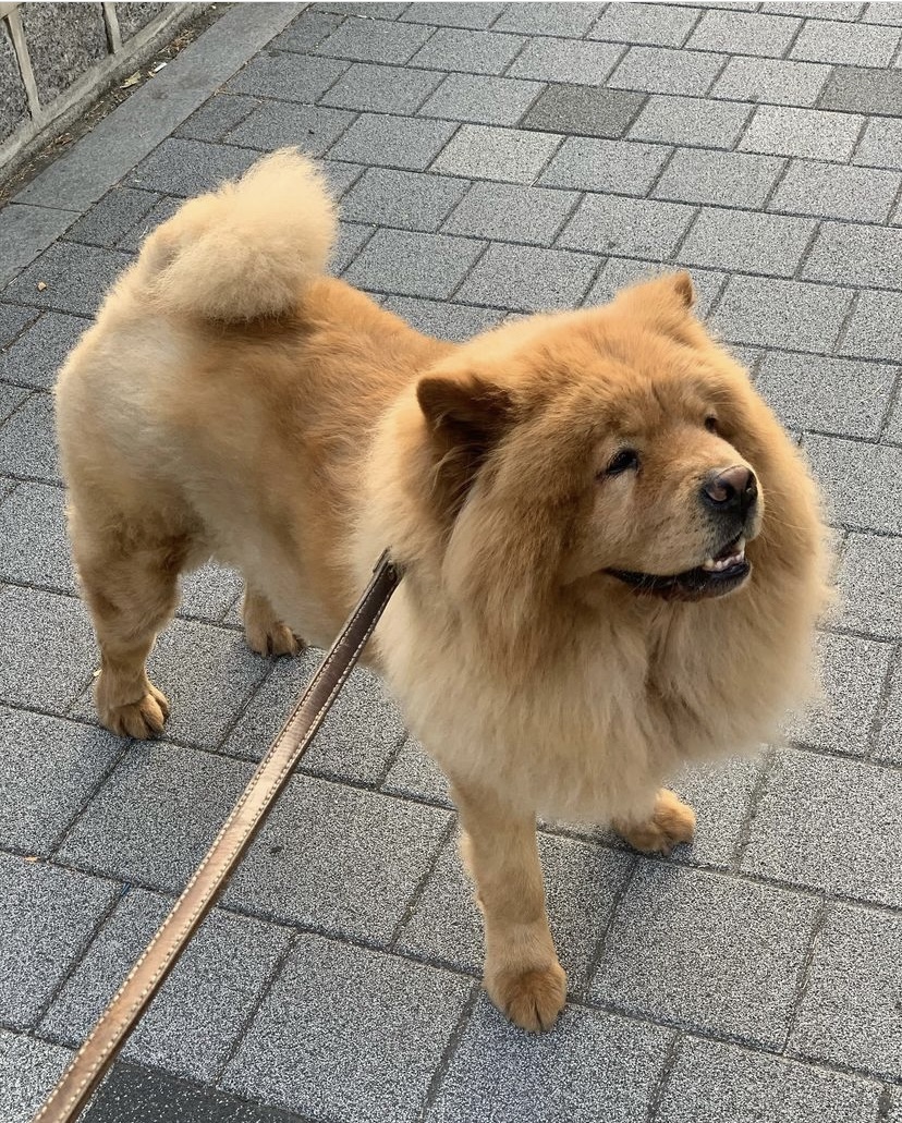 FishmanJim86932's tweet photo. 🐕😂 I took my dog ���​for a walk today and found that it was very interested in every branch! I followed behind it and was really a "dog life mentor"! 😆 Has anyone had such an experience?#Walkwiththedog #PetTime https://t.co/Lco7zYsPiJ
