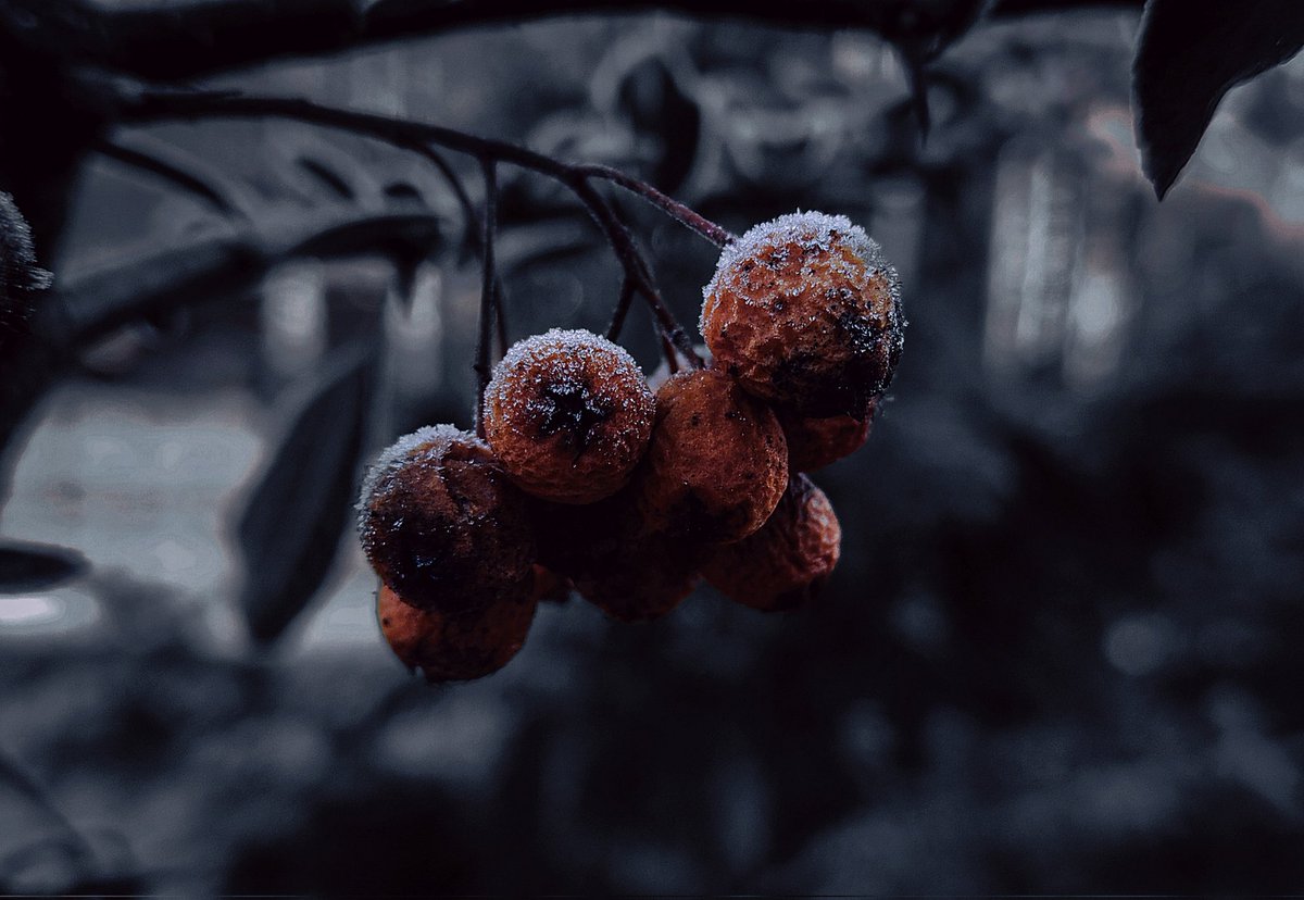 CoffeeVinka's tweet image. #DarkEdition