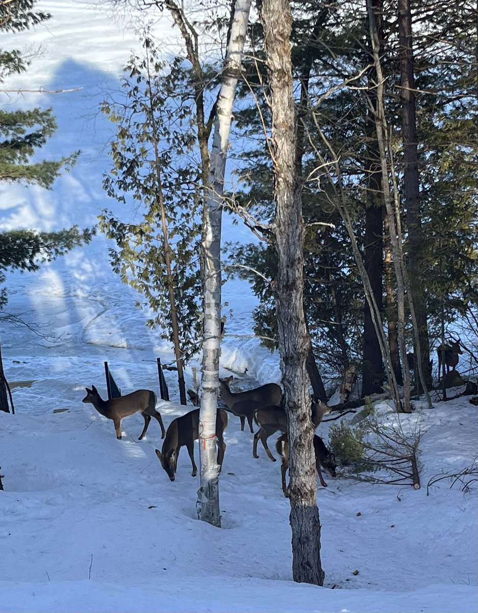 A leash of deer. Magic. #leashofdeer 🦌💙
