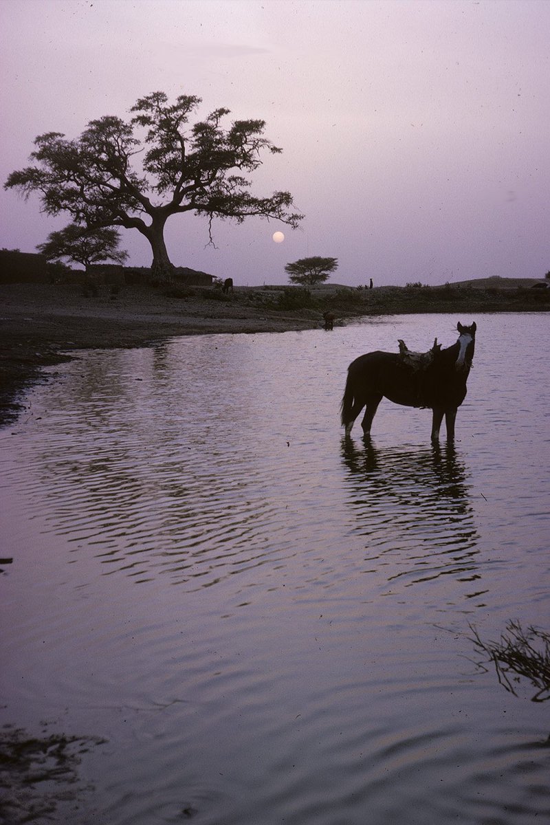 Baakouu's tweet photo. La mare de Goumbou, situées dans le cercle de Nara. Mali 1965 https://t.co/jst9Ds6JPA