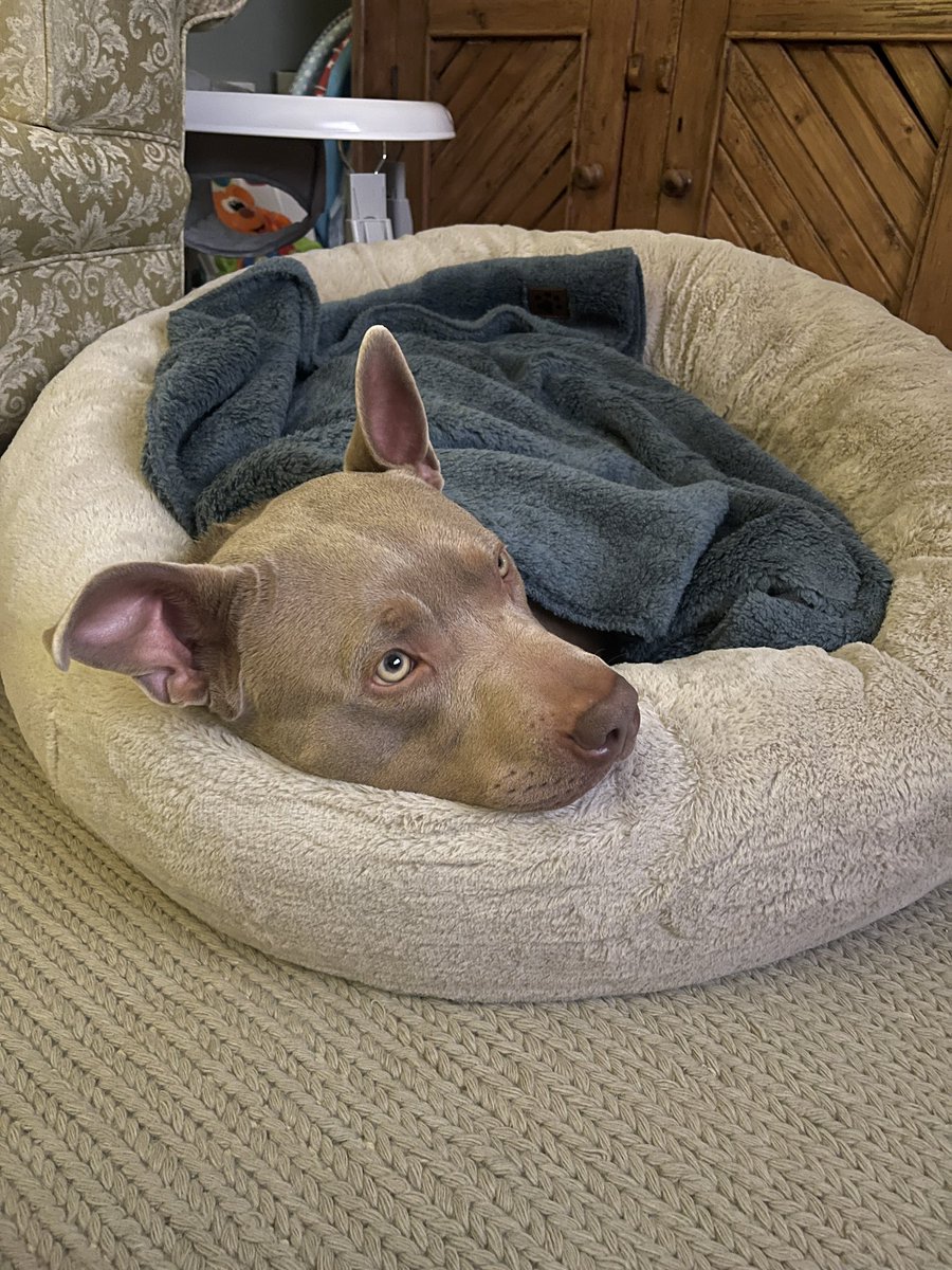 Sophie Coulthard (@sophcoulthard) on Twitter photo Hey <a href="/AldiUK/">Aldi Stores UK</a> please help me out because my dog loves this bed so much but my ex needs a bed to have at his house (joint custody situation) and I can’t keep carrying it back and forth! Hey <a href="/AldiUK/">Aldi Stores UK</a> please help me out because my dog loves this bed so much but my ex needs a bed to have at his house (joint custody situation) and I can’t keep carrying it back and forth!