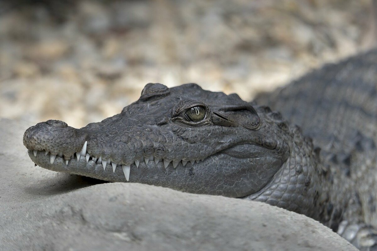 À cause d’un alligator, une livreuse de pizza demande à la police de Floride d’apporter la commande à sa place
➡️ l.leparisien.fr/OSWS