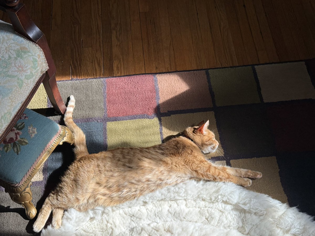 glott77's tweet image. When that ray of sunshine hits….be like Bill the Cat.

#billthecat #springisnear #gingercat #cats #catinthesun