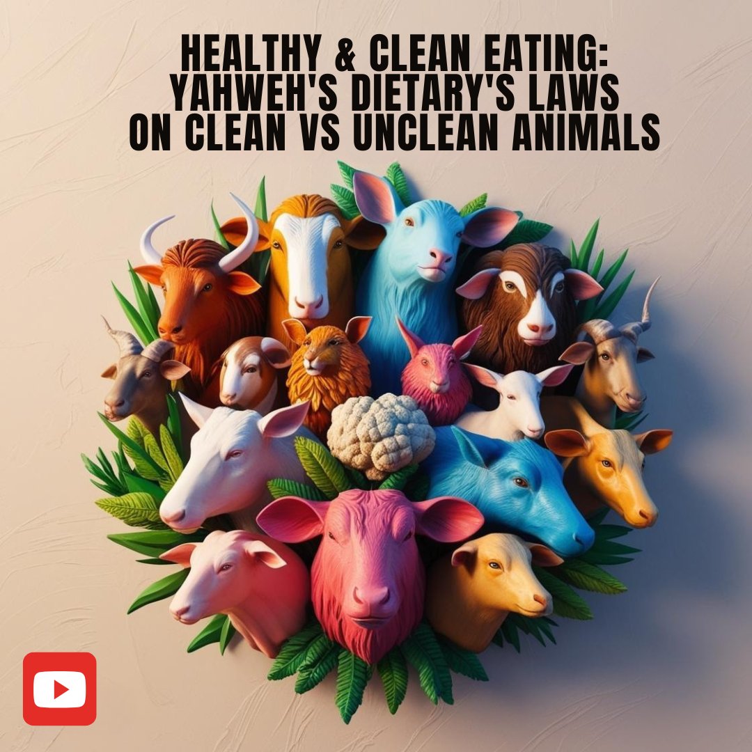 EVERYWHERE_POD's tweet photo. 🌿🍽️ Healthy & Clean Eating starts with understanding Yahweh’s dietary laws in Leviticus 11! 🐄🐟 Learn which animals are clean & unclean for consumption according to the Bible. 📖✨ #CleanEating #Yahwe #Leviticus11 #HealthyDiet #BiblicalDiet #podcast
https://t.co/CRCcB1nl3v https://t.co/Rz89KySs8k