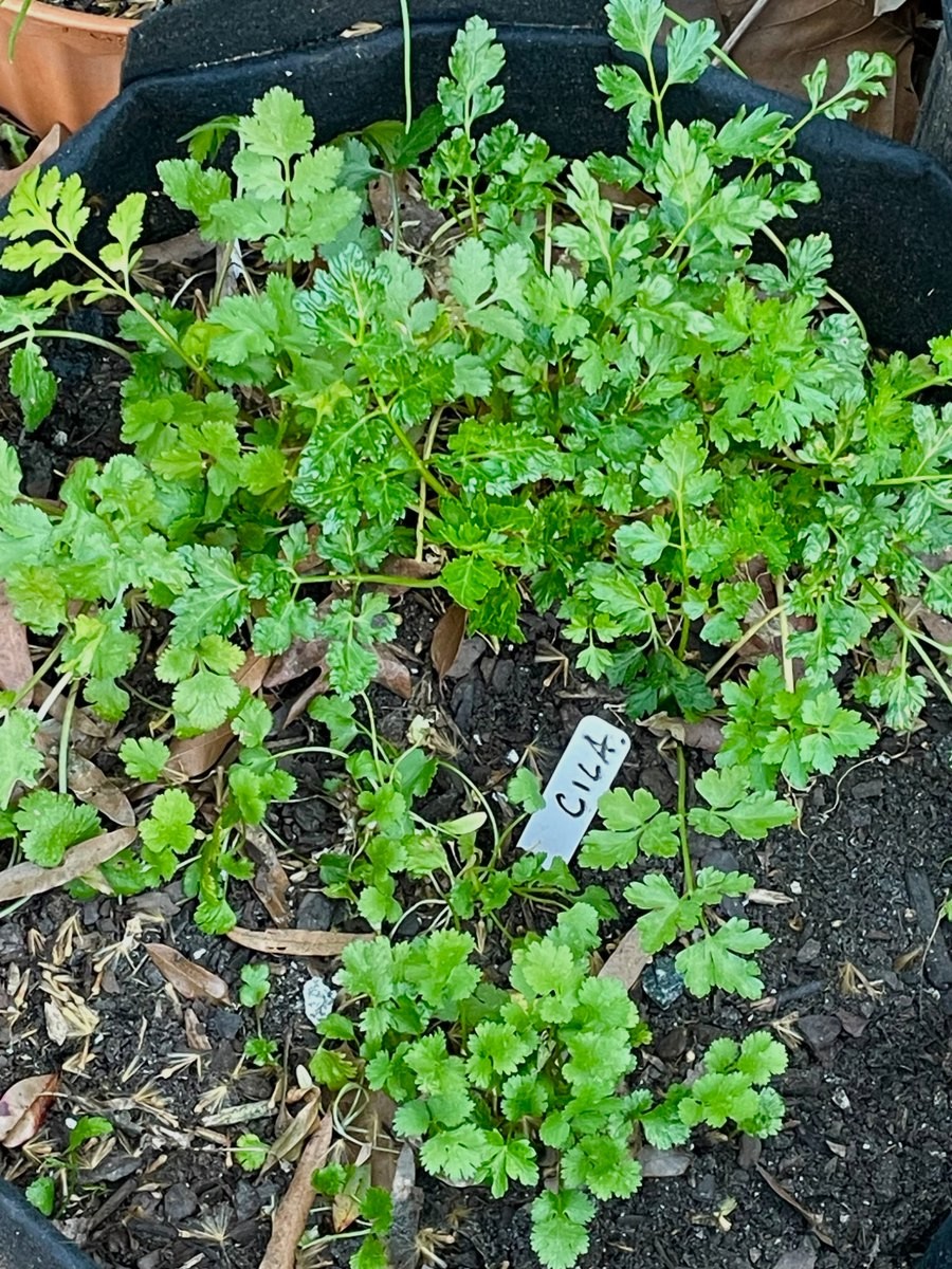 C_Truth_'s tweet photo. A few little crops survived over winter. Nice to see some signs of life...I've got yellow heart #choy, #parsley, #cilantro, #chives, #babyspinach. 👍🥬🌿 #gardeningx #sixonsaturday #gardenersworld https://t.co/YWQapdxa4w