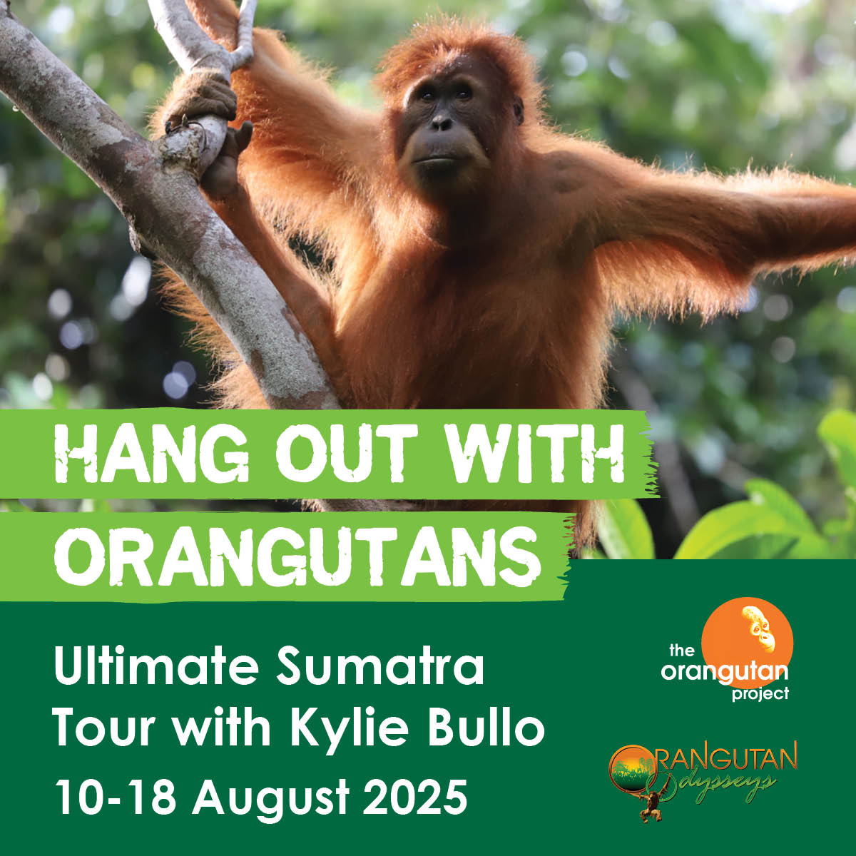 OrangutanTOP's tweet image. 🦧 Only a few spots left! Ever wanted to see orangutans in the wild? Join Kylie Bullo from The Orangutan Project for 9 days of trekking in Sumatra’s Leuser Ecosystem. See orangutans up close! Book now! ➡️ ow.ly/SWkz50Vcf4k