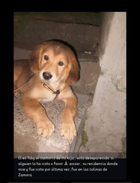 Se busca urgente, sufre de convulsiones 😔. Se extravió por Colinas de Zamora, Catia La Mar #LaGuaira  0424.251.67.86