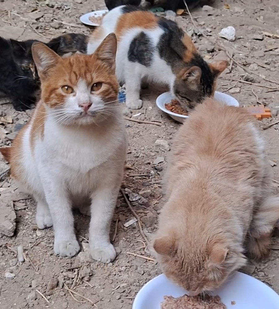 Dears kind hearted people, our page reach is restricted and posts are not appear widely, could you please repost our last 3 posts, and hit the bottons so we can reactivate our page, it is so important for both AFS furs and families, please help and give if possible 🙏👨‍👩‍👧‍👦🐱🐾🇵🇸