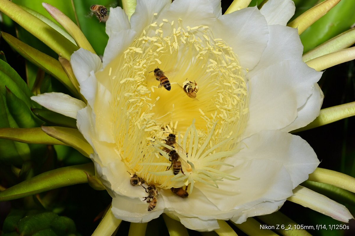 GeorgeSz12's tweet photo. Hi All,
Good Morning on this Sunday
Took a drive down the road to photograph Flowers with Bees
For lunch Red Banana’s and Dragoon Fruit
No Coles shopping this time
#redbananas #dragonfruit 
#nikonz6ii #z6ii #mynikonlife 
#NickonZMC105 
@olivia_brisbane @DiQld 
@Darci_Grace_ https://t.co/oNepwDKvG5