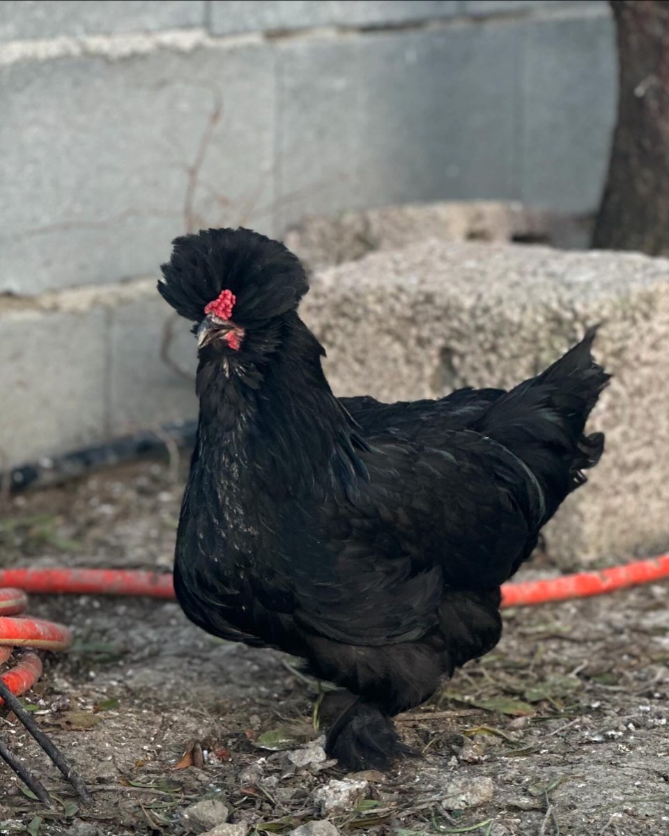 ÖzkaN KoNaK tweet media