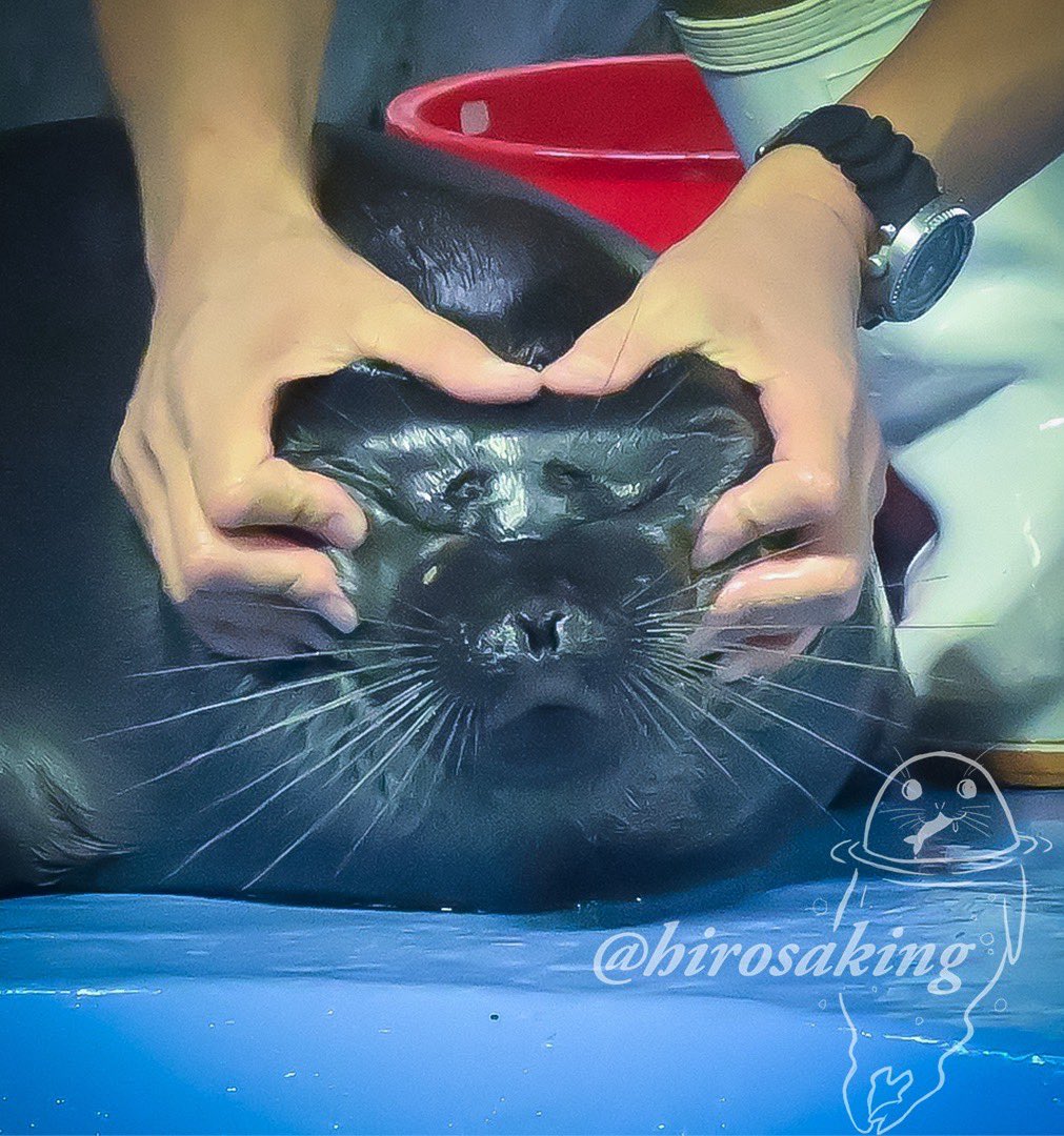 ニコくん〜〜ﾑﾆｯ！

#鳥羽水族館
#バイカルアザラシ
 #tobaaquarium