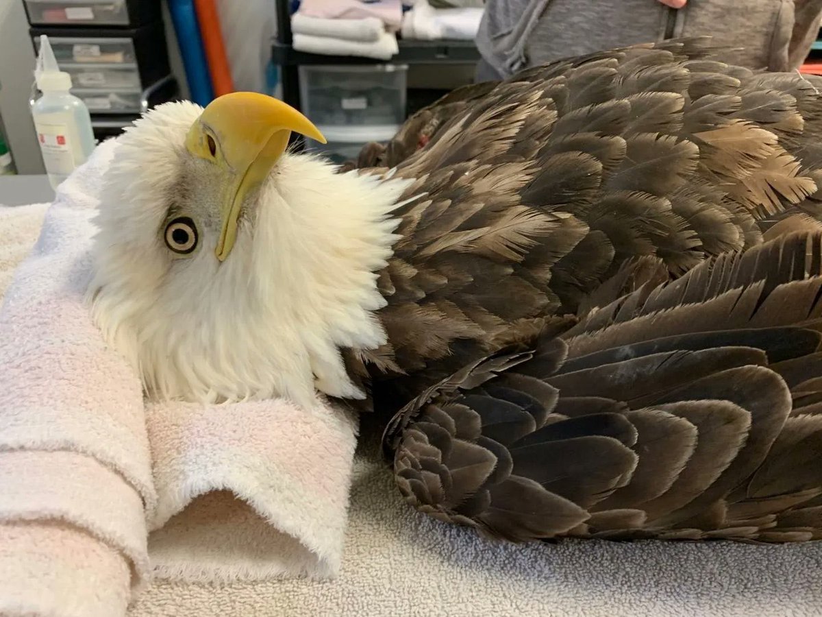 ths0002's tweet image. How it feels when Auburn loses but Alabama loses by more