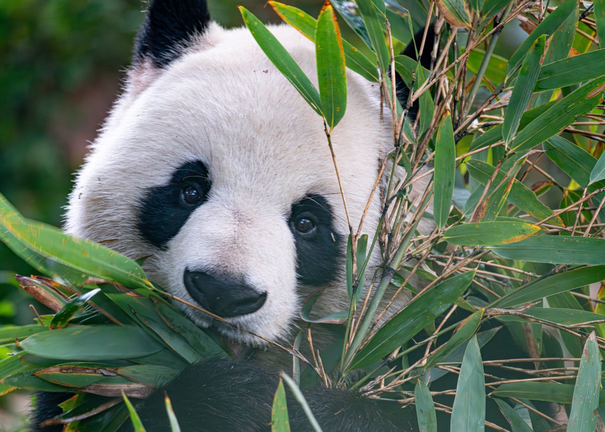 Its been a while since I have been on X... So what is happening?? I went to Chengdu, China over the past Christmas and New Year break. I wanted to see, and capture some images of Pandas..

#China #panda #animal #Travel #WhatsApp