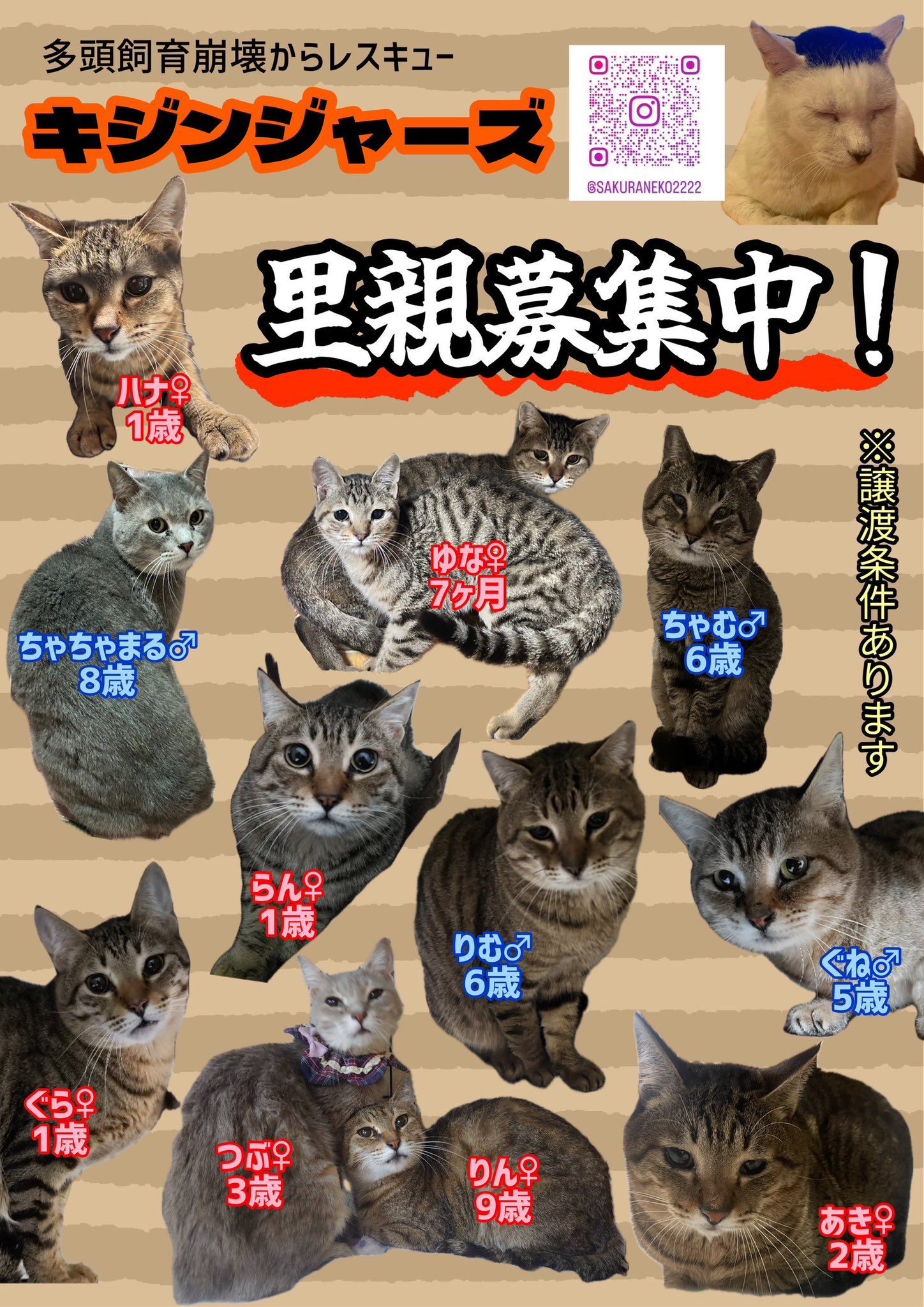 新東北化学工業 新東北化学 ラクラクサンド 4L×8個入 | トイレ