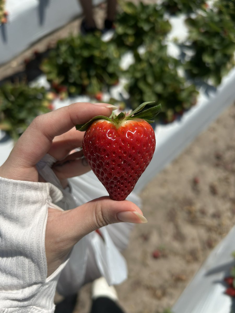 silverequiem's tweet photo. found so many heart shaped strawberries today and thought of one person only https://t.co/nS3SVw3u56