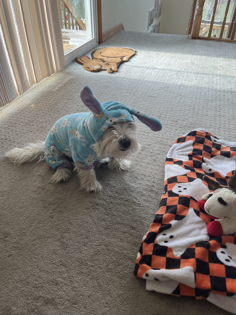 Chuffs is not sure about his new outfit and it’s the best thing ever