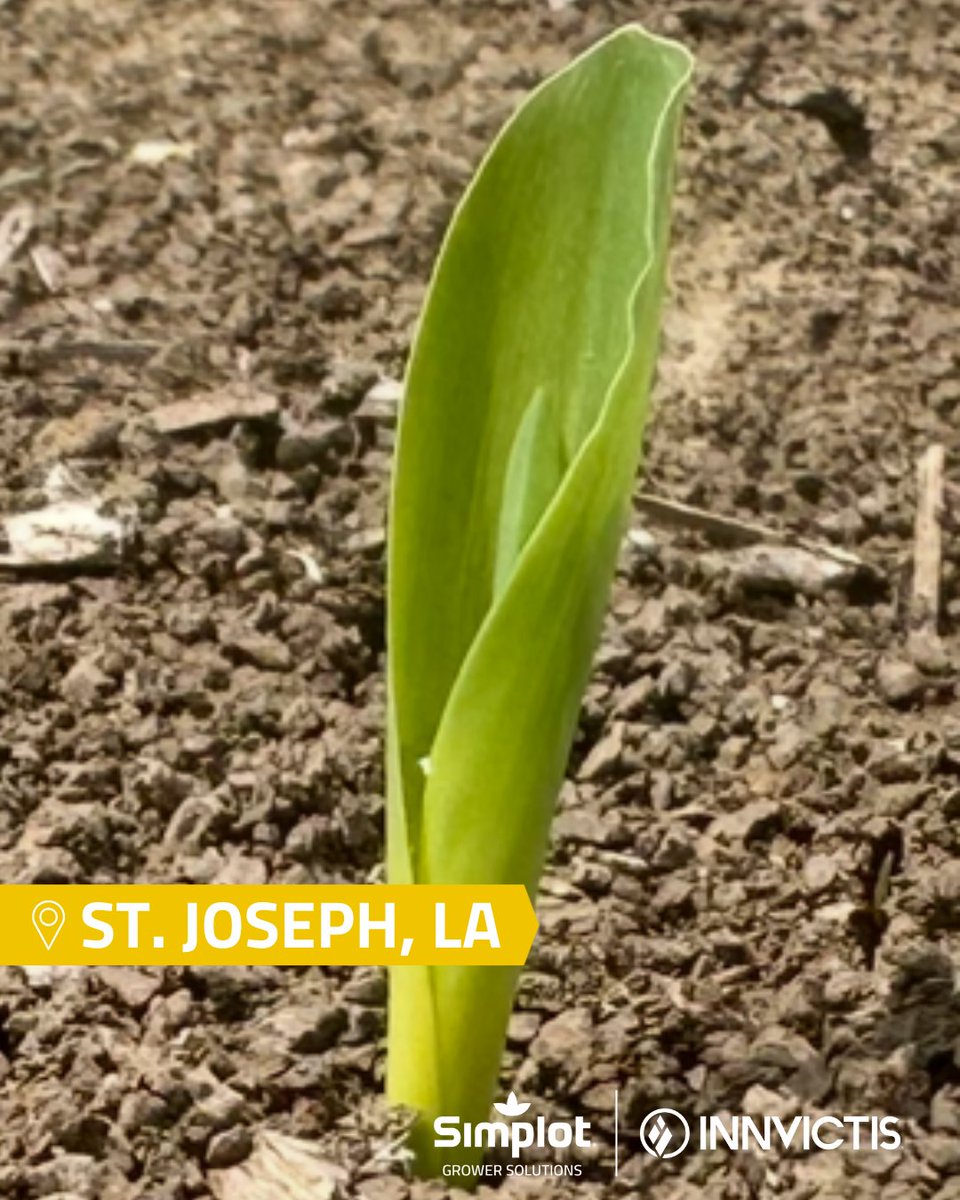 Corn (Innvictis A1292) is starting to pop in St. Joseph, LA! 🌽 Who else is seeing those first signs of spring on the farm?