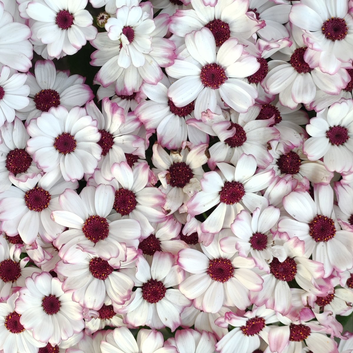 MathakAzry's tweet image. Mz, 2025
Flower collection 

#flower #photography #art #Mz