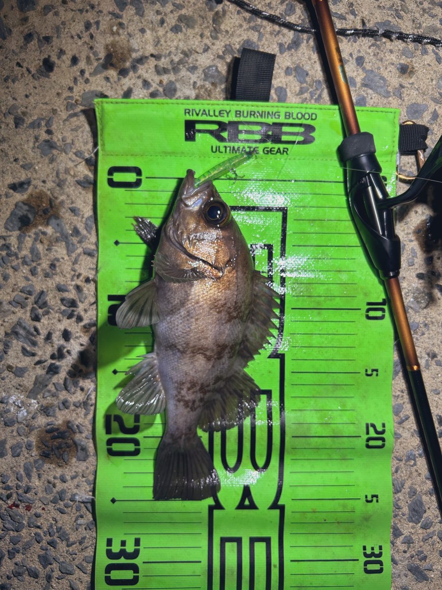 fishing20_saito's tweet photo. 卒園式の日だったから断ってだんだけど…
ヘルプLINEで検証に。
細身のシルエットが圧倒的に有利な日でした❗️
時の運ってことで。

※ お先しますって、既に帰宅してました
#アムズデザイン
#メバカーム60
#コレット60
#MiNiel35
#pr https://t.co/R51NFsToU2