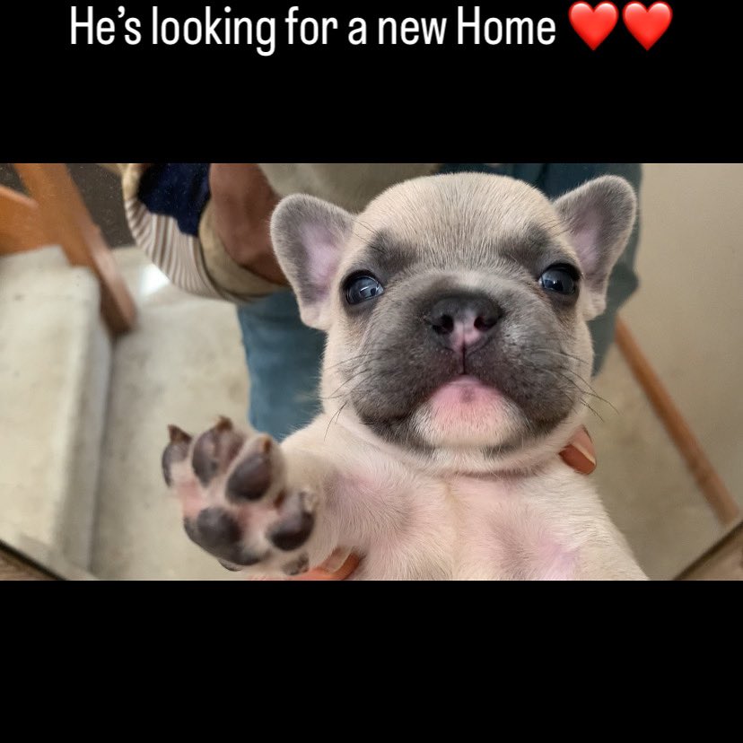 I also have French bulldog puppies they are looking for new homes hit me