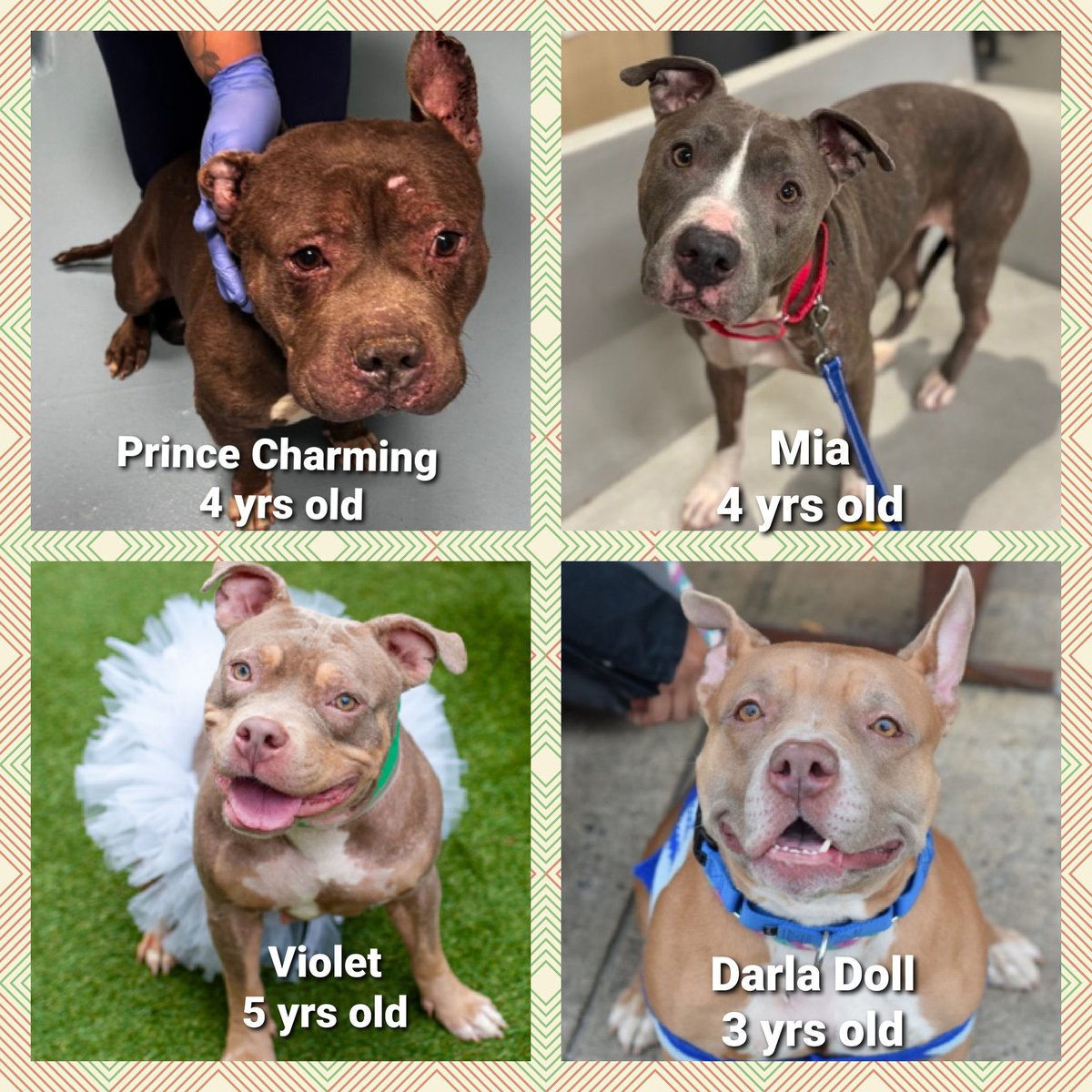 MoishesMom's tweet photo. NYCACC Kill 💉 Commands 

The Bakers Dozen  -  1️⃣3️⃣ 

No words    😶 

🚫#KillUSA  🚫#DeathRowPups

#Fosters    To save them

                      We need  1️⃣3️⃣  Fosters https://t.co/h5ad61uv9b