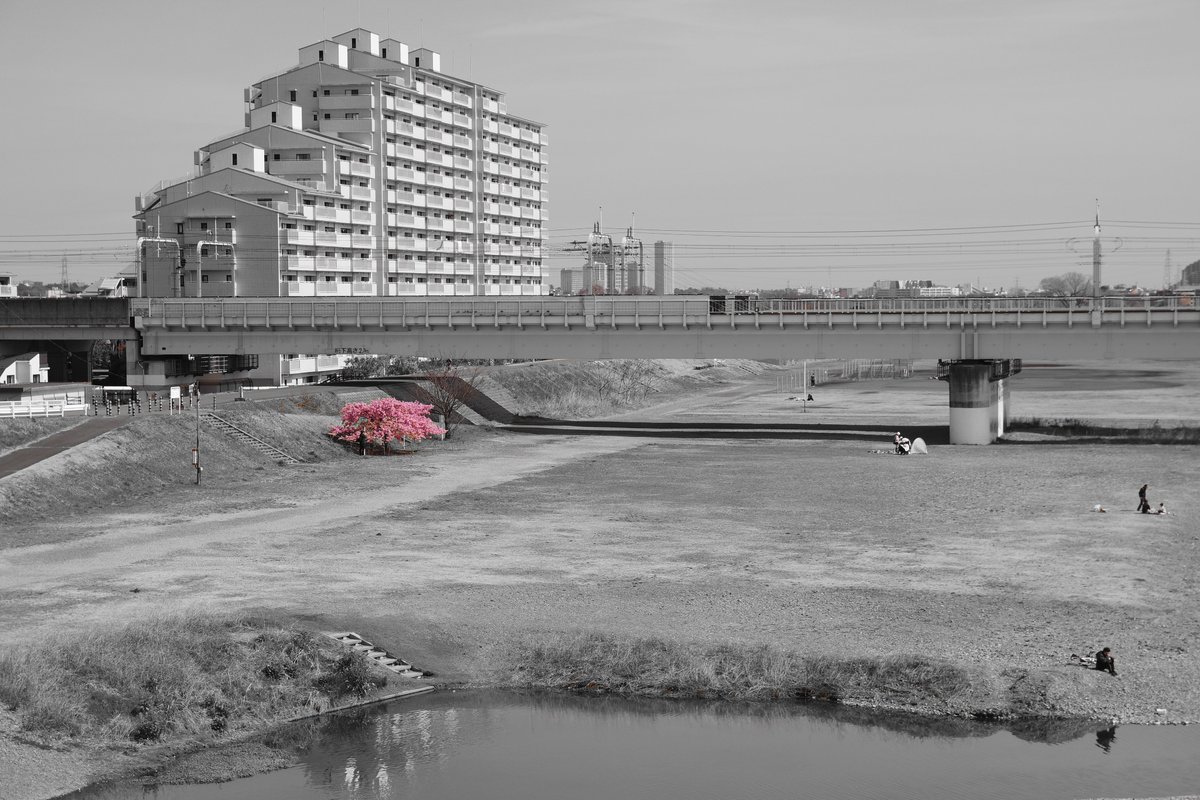 dxertetsu1961's tweet photo. ボッチ河津桜＠東京狛江市
date:2025March14
#pentax
#richo
#pentaxian
#photo
#camera
#lens
#tokyo
#japan
#pentaxk70
#SAKURA 
#sigmalens
#河津桜
#狛江市
#多摩川 https://t.co/RCOb5l7kRq