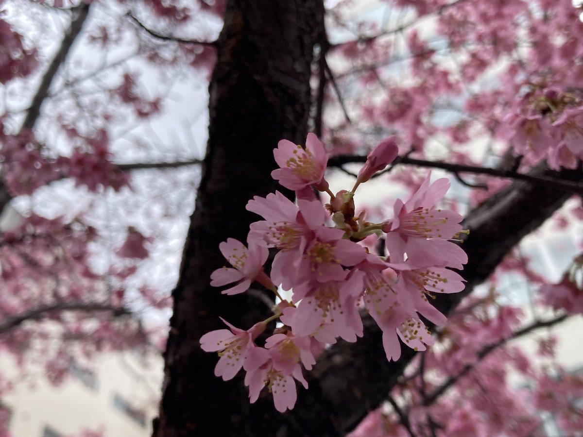 ugachanblog's tweet image. こんにちは😊
曇り空で雨が今にも降りそうです
肌寒くお身体に気をつけてくださいね
買い物で栄に出かけました
いつもは通らない道
オカメザクラが綺麗に咲いてました
春は確実に近づいてますね😃
さぁ帰って簿記勉しないと
日々の積み上げしかないですからね
素敵な午後になりますように🍀✨