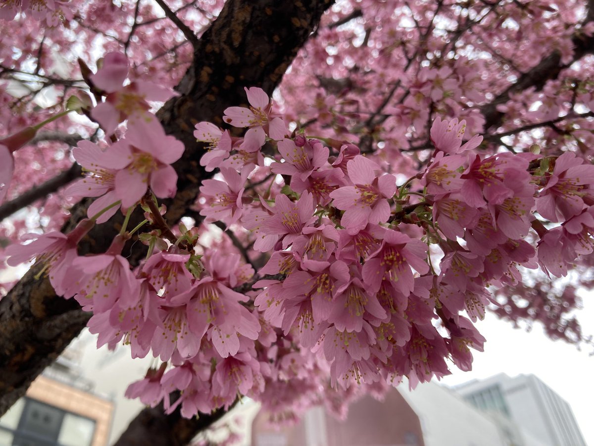 ugachanblog's tweet image. こんにちは😊
曇り空で雨が今にも降りそうです
肌寒くお身体に気をつけてくださいね
買い物で栄に出かけました
いつもは通らない道
オカメザクラが綺麗に咲いてました
春は確実に近づいてますね😃
さぁ帰って簿記勉しないと
日々の積み上げしかないですからね
素敵な午後になりますように🍀✨