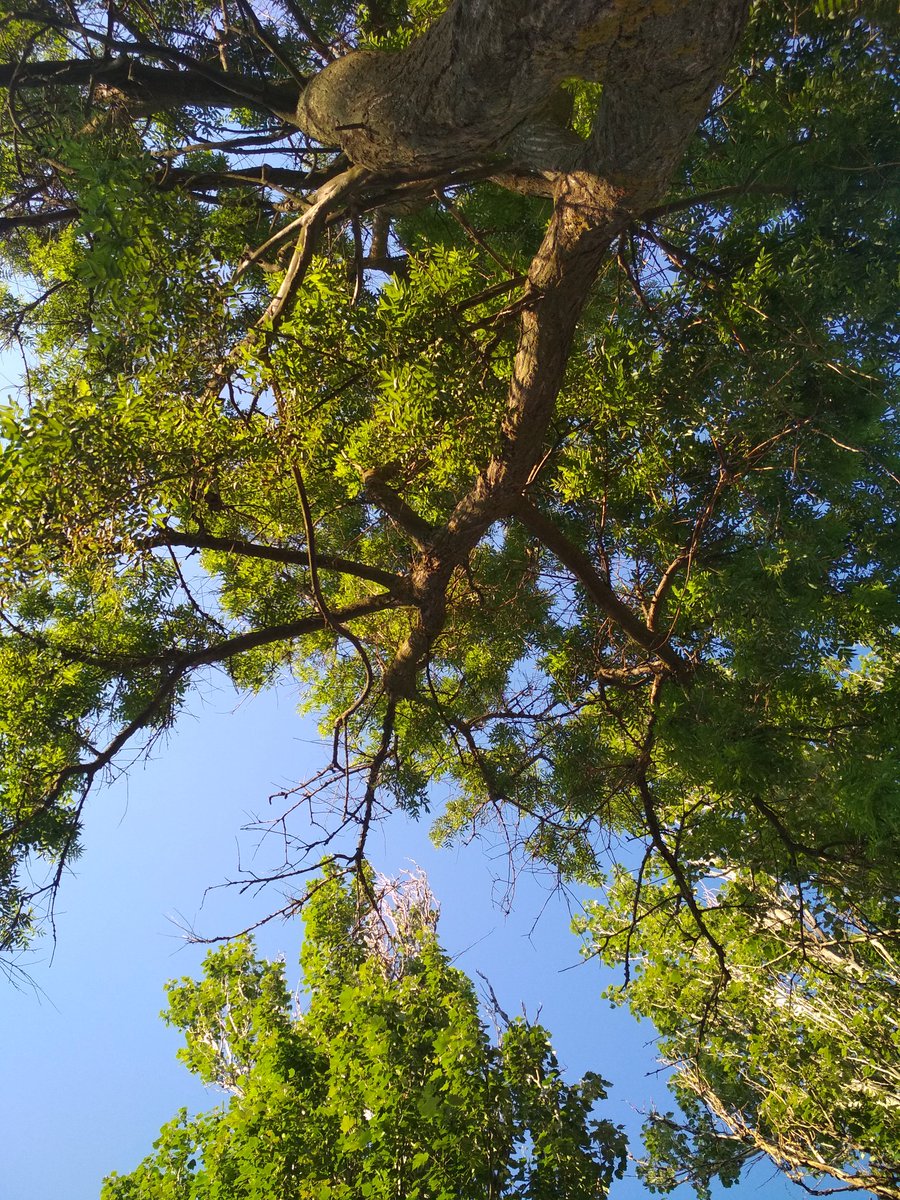 share a photo taken with your phone