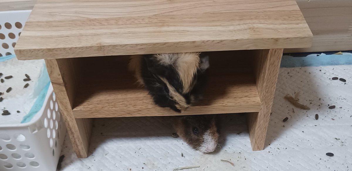 #일상계_𝕏친소 #반려동물_트친소
일상계 겸하는 반려동물 트친소.
기니피그 3마리 키우는 고딩입니당ㅇ
교류에 서툴러요