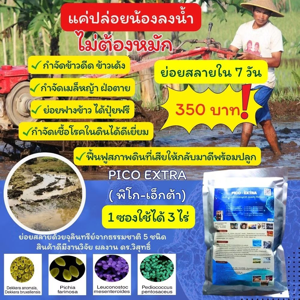 djnatchar's tweet photo. ลองดู จุลินทรีย์พิโก-เอ็กต้าสูตรย่อยสลายฟาง ตอซังข้าวเด้ง เมล็ดหญ้าวัชพืชที่ตายแล้ว ให้กลายเป็นปุ๋ยอินทรีย์ ในราคา ฿350 ที่ Shopee https://t.co/1HM1VIMe81 https://t.co/nsENaCuXco