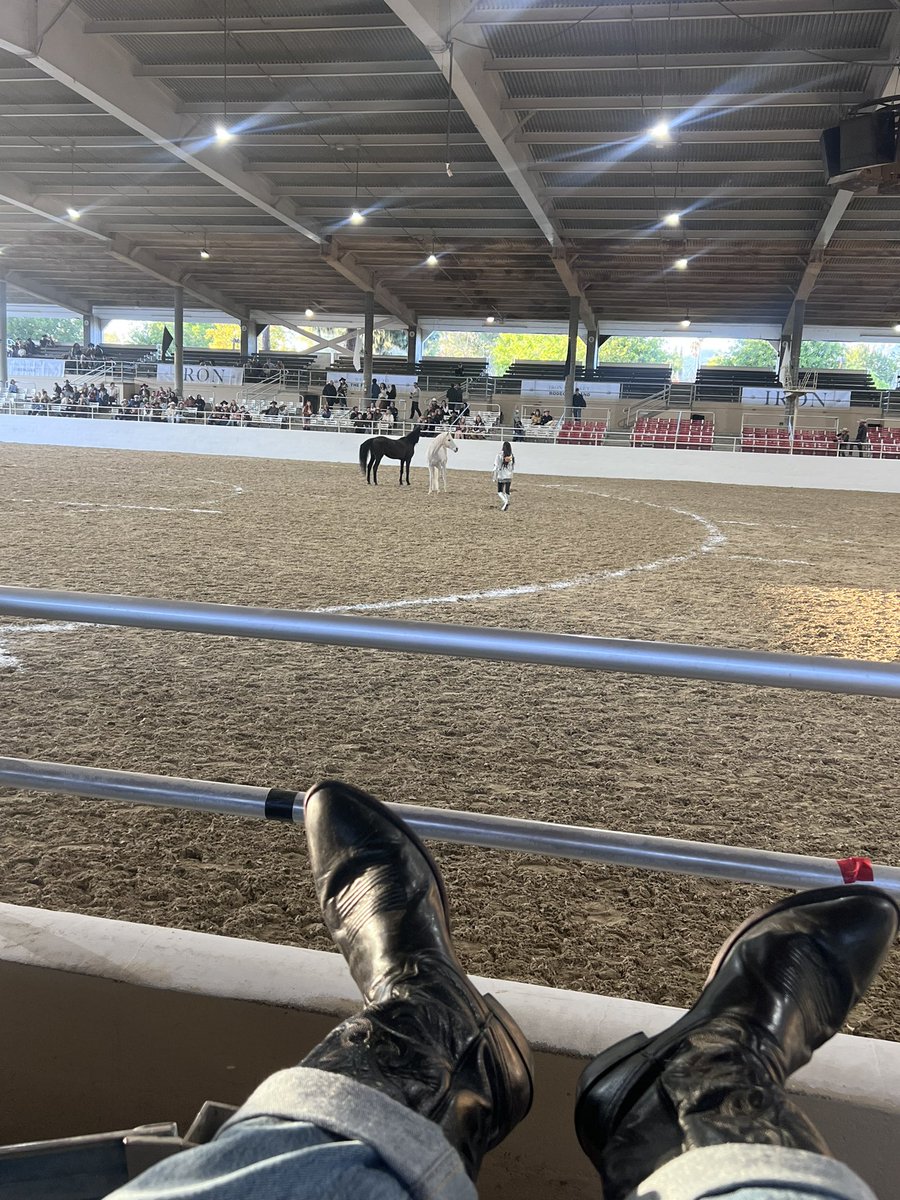 i am quite literally at my first rodeo