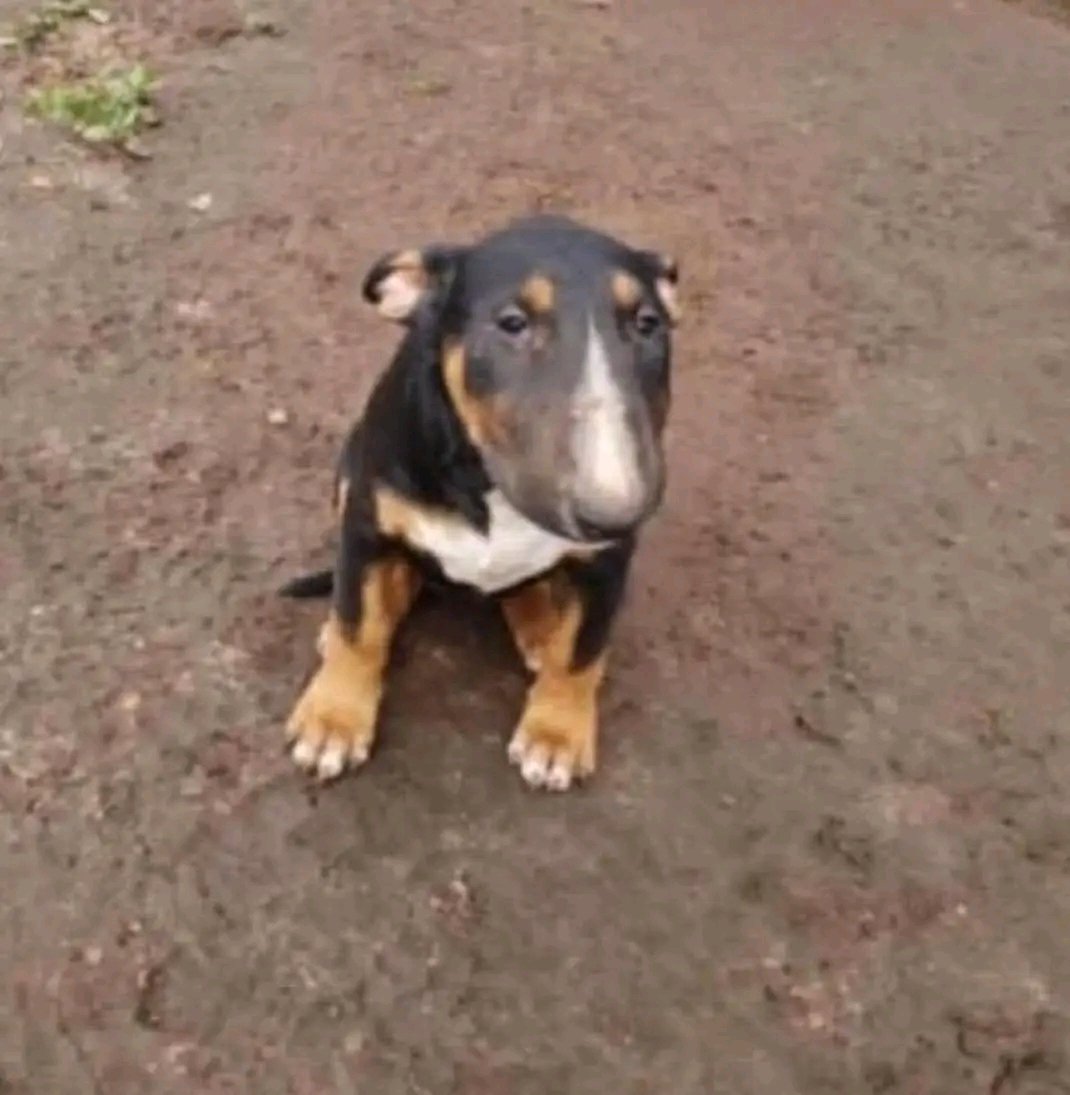 flower_vf_69's tweet photo. JODER 10 SEGUIDORES MAS!
Agradecimientos a los nuevos que me siguieron,cada día más cerca de Bolivia y mudarme a Perú,gracias 
(Imagen de un perro) https://t.co/T587oZQCGM