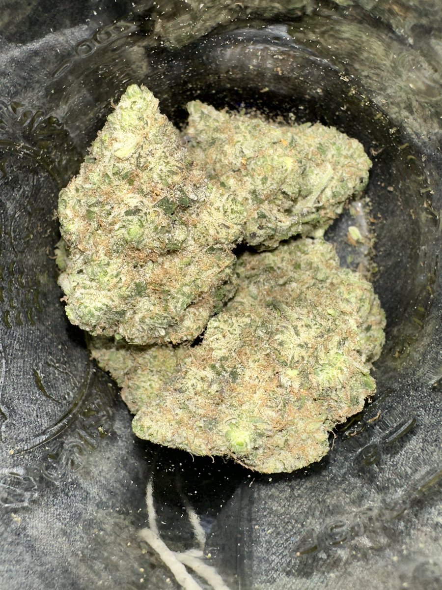 gasmanthegascan's tweet photo. Butter Breath
Nice sweet gassy dankness
#growlifeornolife #gasinthedeltapass #gasmanthegascan #livingsoil #organic #LED #humboldtcountysown #microbes #fohse #hydroponics #seeds #gardening #medical #greenleopardLED #manoftheredearth https://t.co/tBt71DE4VV