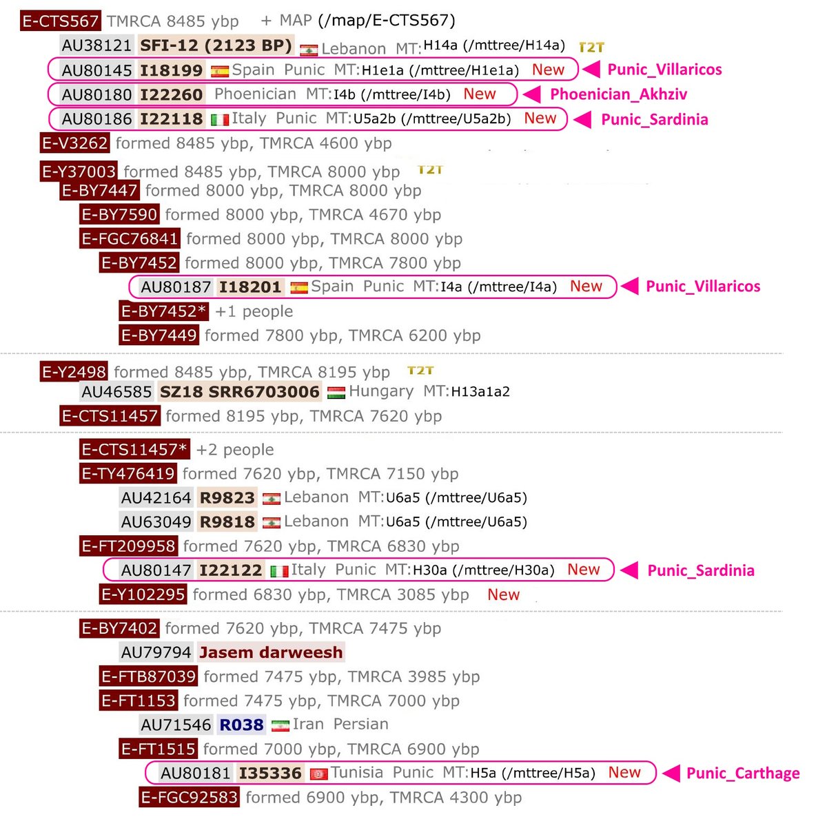 عينات بونيقية وفينيقية  على التفرع E-CTS567 أسفل السلالة الأبوية E-V22

العينة الفينيقية I22260 من الزيب بفلسطين
العينة البونيقية I35336 من قرطاج بتونس
العينتين I22118 و I22122 من سردينيا [Tharros] 
العينتين I18199 و I18201 من إسبانيا [Villaricos]

theytree.com/tree/E-CTS567