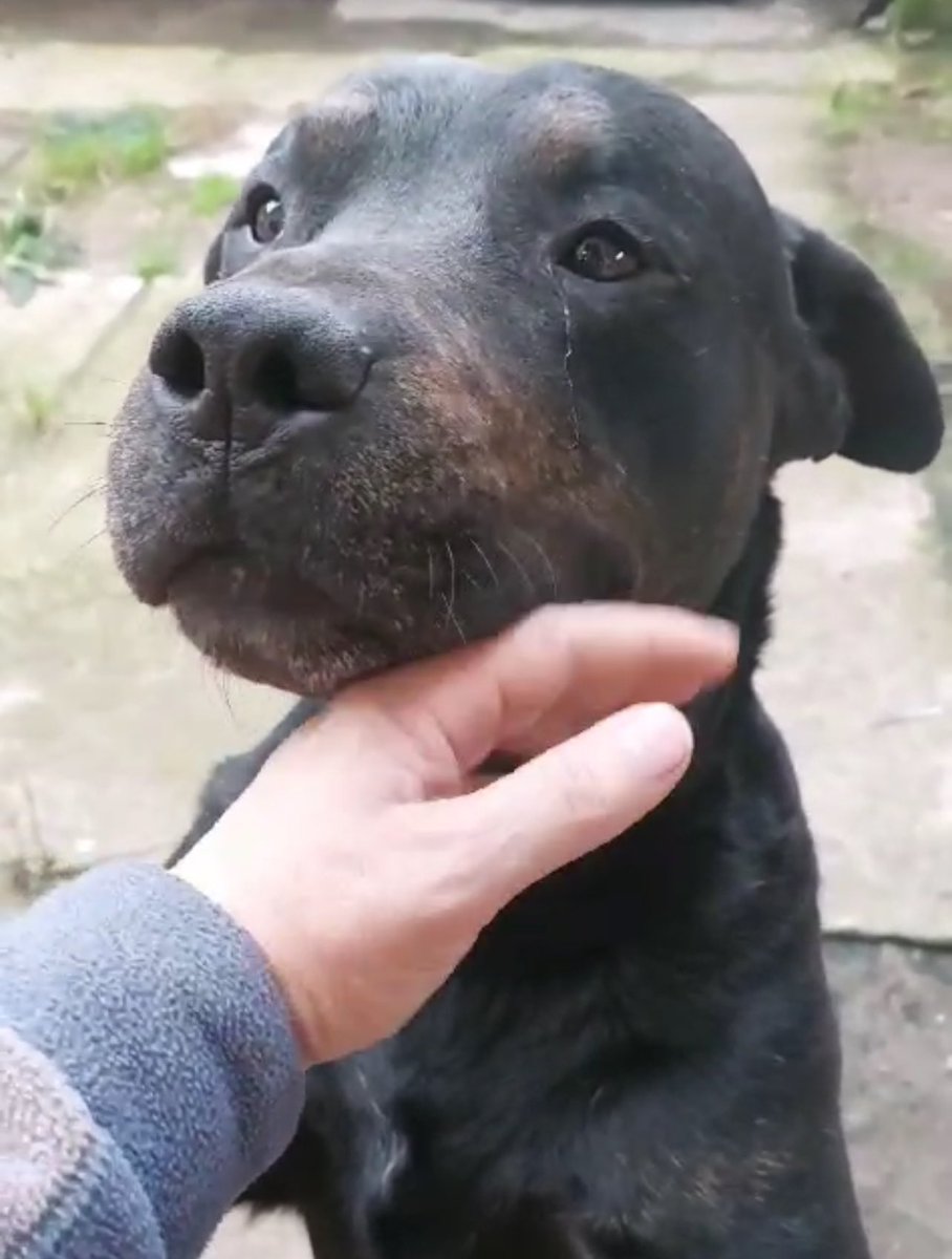 Nuestro Scooby tiene tres años una pequeña mancha blanca en el pecho por favor cualquier información cel 2235452428