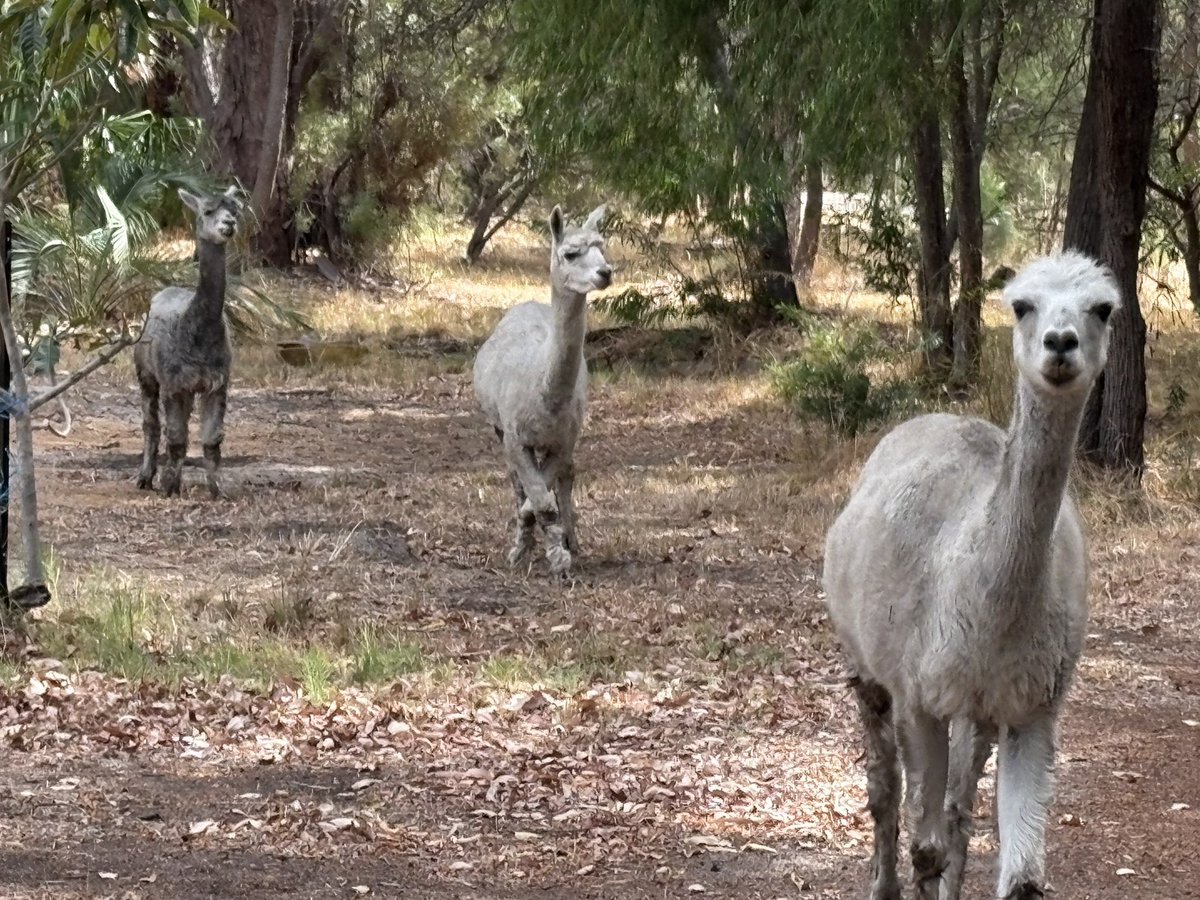 DigbyMiss's tweet photo. Where’s our apples? #LivingtheLife #AlpacasRule #auspol The rain yesterday will green up the bush & lessen the need for hand feeding https://t.co/T000Y3D0bb