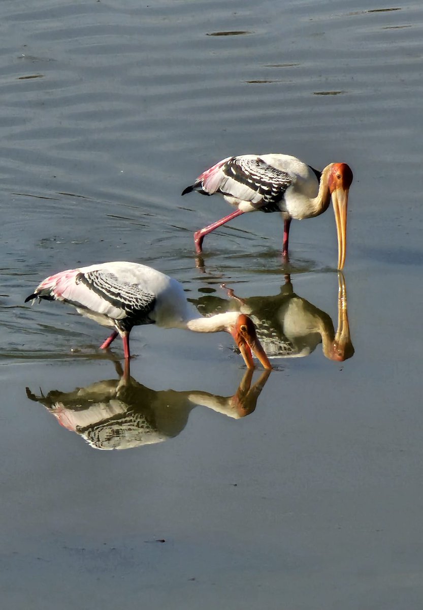 Doddakallasandra Lake Protection Committee tweet media