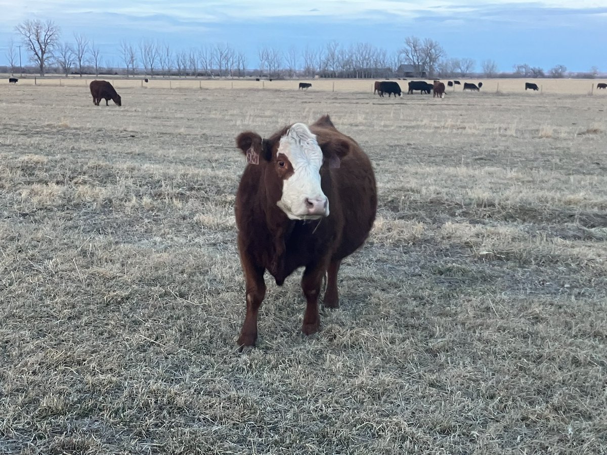 LyleB86419's tweet image. Got the girls home from cornstalks today. We’ve had a pretty mild winter so far and I don’t remember them being in this good of condition when they came home. Some might be in a little too good of condition. I would give away some condition if we could have gotten more moisture