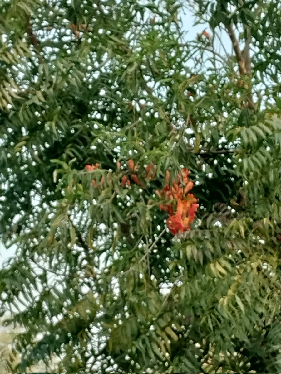 सुप्रभात 🌹🙏 
नीम के पेड़ में भी ऐसे फूल आते हैं क्या?