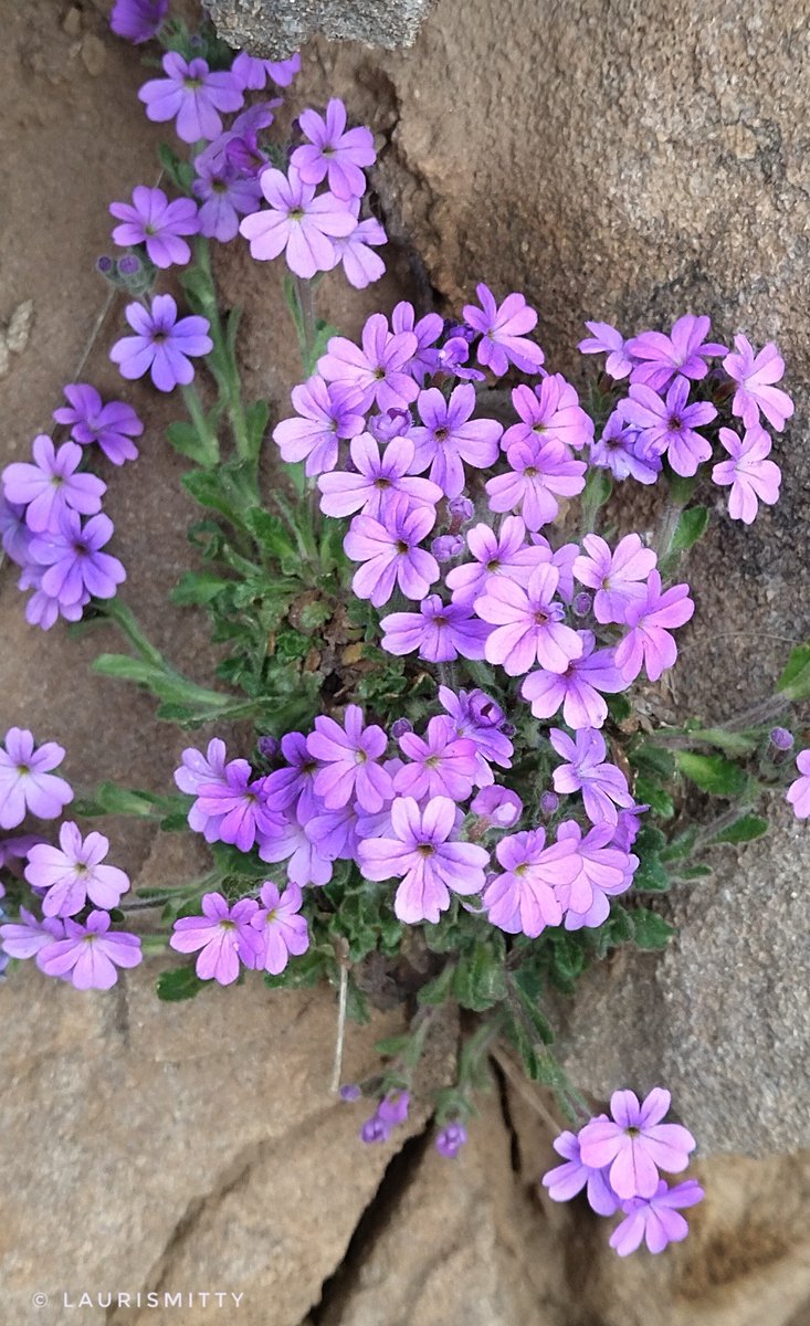 Purple flowers

#naturaleza