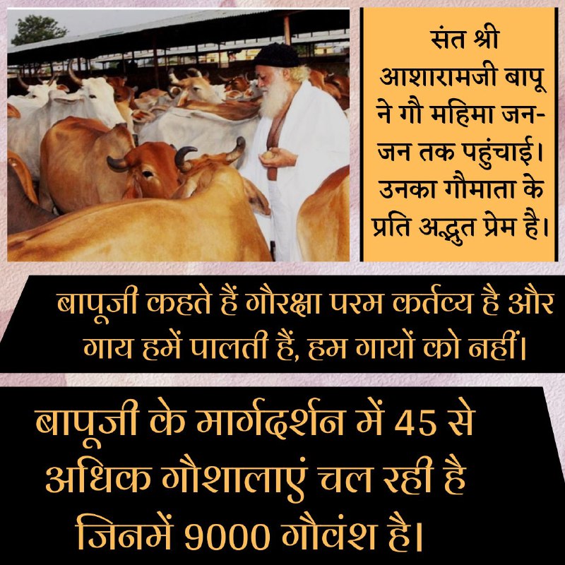 SKOfficial1369's tweet photo. Sant Shri Asharamji Bapu put great emphasis on Gau Sewa &amp; Gau Dhan Raksha. Under the guidance of Bapuji, many Gau Shala are being run.
#GauRaksha is the primary responsibility of every human. We all should save Gau Mata as they are Boon for Humanity.
https://t.co/nJa14Et12l