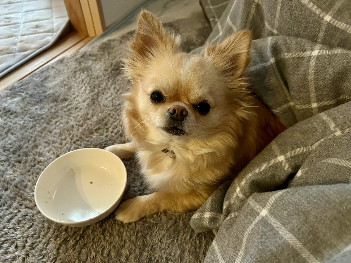 🐶を飼うとなった時、最後までムリムリと言っていた息子が今は1番癒しを求めてるし癒されてると思うこの頃(お世話はまったくしないけど)